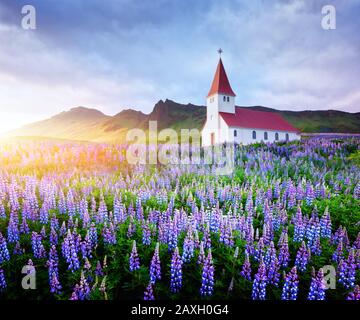 Église luthérienne de Myrdal entourée de fleurs lupine florissante, Vik, Islande. Photographie de paysage Banque D'Images