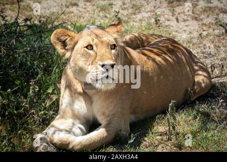 Lioness reposant à l'ombre. Cette femme avait un collier de dispositif de suivi qui était intéressant à voir. Banque D'Images