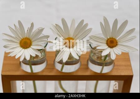 Trois daisies Marguerite blanches alignées dans un vase en tube à essai dans un support en bois Banque D'Images