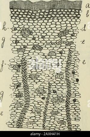 Journal américain de pharmacie . Fig.^. 6, Rhamnus Frangula, poudre. /?, collenchynia; &lt;, sclérenchyme(cross); rsclenchyma (longitudinale); e, rayon médullaire; /, faisceau de baste;^,parenchyma; h, cristaux d'oxalate de calcium. (Am. Jour. Bras. Mars 1897. Semble qu'aucun élément microscopique ne peut être détecté suffisant pour dépendre de comme moyen de distinguer les deux espèces, l'une de l'autre. Cependant, si la poudre est maceratedplusieurs jours dans l'alcool dilué, une différence très marquée peut se benped ; la poudre de Rhamnus Purshiana sera d'une orange Banque D'Images