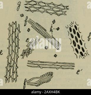 Journal américain de pharmacie . ^^S^ S&gt; poudre Rhamnus Californica. B, collenchyma ; r, sclérenchyma(cross); ^, sclérochyme (longitudinal); d, cellules de pierre; e, rayon médullaire ;  /,faisceau de baste ; ^, parenchyme ; h, cristaux d'oxalate de calcium. Fig.^. 6, Rhamnus Frangula, poudre. /?, collenchynia; &lt;, sclérenchyme(cross); rsclenchyma (longitudinale); e, rayon médullaire; /, faisceau de baste;^,parenchyma; h, cristaux d'oxalate de calcium. (Am. Jour. Bras. Mars 1897. Semble qu'aucun élément microscopique ne peut être détecté suffisant pour dépendre de comme moyen de Banque D'Images