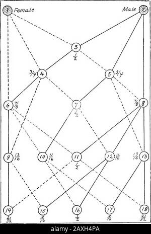 Hygiène et assainissement de la culture de la volaille . , la détérioration commence le capital il n'y a pas de changement dans la proportion de sang dans le chick garrot de sire et de barrage. Le tableau joint (Fig. 43)montre la progéniture d'une seule paire d'oiseaux, un mâle et un fe-mâle. Il est possible d'élever un millier de poulets à partir d'une seule paire, en conservant leur santé et leur vigueur et la production d'oeufs hérités par la paire originale en sélectionnant soigneusement et en mat-ing de la progéniture. Dans le graphique, la ligne pointillée représente les femelles ayant été sélectionnées dans le groupe supérieur, alors que solidline montre que les mâles ont été Banque D'Images