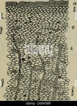 Journal américain de pharmacie . Des Barques De Frangula Et De Cascara. 129 pourrait supposer qu'il est facile de faire la distinction entre eux dans pow-der; mais ce n'est pas le cas; bien que très différent dans ap-pabstention, ils possèdent une structure microscopique ou anatomique très similaire. Les points de similitude peuvent être brièvement indiqués comme fol-lows: (L) rayons médullaires étroits, qui s'étendent presque jusqu'au lejliège, ces rayons dans Rhamnus Purshiana crgijig à leurs extrémités extérieures. Fig. J, Rhamnus Frangula, section transversale. A, épiderme ; b, collenchyme ; r,sclérenchyme ; e, rayon médullaire ; f, faisceau de la bête ; .1^, parenchyme ; / ;, cr Banque D'Images