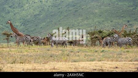 Giraffe et Zebra à l'affût ensemble dans la zone de conservation de Ngorongoro. Banque D'Images