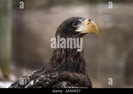 Gros plan Half Body Shot of Steller's Sea Eagle (Haliaetus pelagicus) Banque D'Images