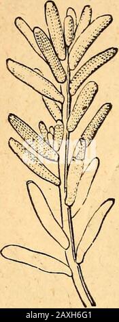 Livre de texte de botanique structural et physiologique . io6 Botanique structural et Physiologique, les ramifications les plus fines des veines sont trouvées presque sans excision dans les plantes en Twining parmi Les Dicotylédons.^ La lamina est en règle plate, rarement cylindrique (Fig. 192). Banque D'Images