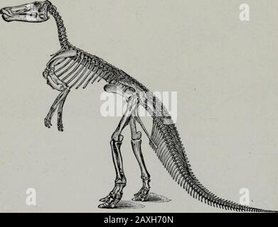 Géologie . Fig. 410A.—Triceratops au prorata Marsh, du Crétacé Laramie. D'une peinture de C. R. Knight au Musée national des États-Unis. GÉOLOGIE des 17. Têtes et les plus petits cerveaux de la course des reptiles. Ils étaient sans doute si upidés et atone. La division ornithopodes était représentée par Trachodan, Claosaurus (Par Exemple Ill) et des genres ravirés. Les parties postérieures de tous ces éléments ont été développées par Btrongly, les membres étaient creux, et leurs empreintes digitales indic-cate qu'ils ont marché dans l'attitude de kangourou. Tortues, lézards, serpents et crocodiles. —Bien qu'il soit confondentlycru que le Trionijchia, ou Banque D'Images