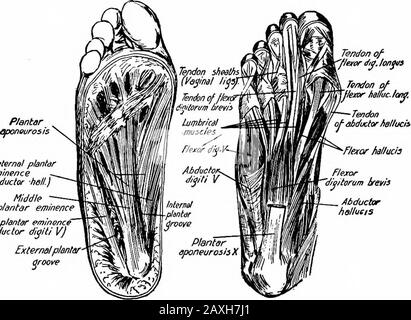 Un manuel d'anatomie . dans la surface latérale de la base du premier phalanx du petit orteil. Actions.—Fléchit et débouche le petit orteil. 2 o8 approvisionnement En Nerf MYOLOGY.—^nerf plantaire latéral (S. i, 2). Deuxième couche.—les mm. Lumbricales sont des muscles de Jour associés aux tendons de flexion et de digitorum longus. La première provient du côté thémadial du tendon pour le deuxième orteil et les autres proviennent du côté adjacent des quatre tendons. Chaque muscle est inséré dans le tendon extenseur et la base du premier phalanx des quatre orteils extérieurs, comme dans la main. Actions.—Flex le JO métatarsophalangial Banque D'Images