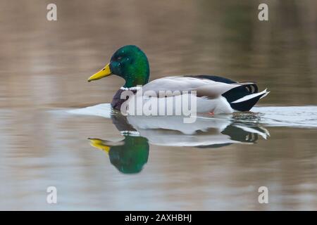 un canard malard mâle nageant (anas platyrhynchos) se reflète sur l'eau Banque D'Images