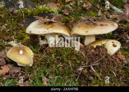 Phaloides Amanita, tissu de champignons toxique. Leon, Espagne Banque D'Images