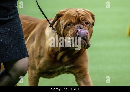 New York, États-Unis. 11 février 2020. Un dogue de Bordeaux a nommé Obi de St.Andrews, Manitoba, Canada, est en compétition dans le groupe de travail lors du 144ème spectacle de chiens du Westminster Kennel Club dans le Madison Square Garden de New York. Le nom officiel du concours d'OBI est « Camelot's A New Hope ». Crédit: Enrique Shore/Alay Live News Banque D'Images