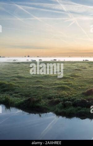 Belle image de paysage avec des vaches debout dans le brouillard au lever du soleil Banque D'Images