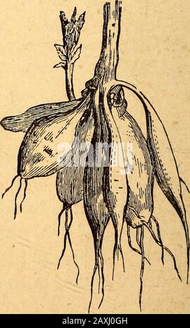 Texte-livre de botanique structurel et physiologique . Fig. T06.—Tuberous fasciculatedroot oi Spircea Jilipentda. Fig. 107.—rootof fasciculé tubéreux de la dahlia. 105) ; mais pas fréquemment certains d'entre eux deviennent tiiberoiis [c'est-à-dire beaucoup enflé à intervalles, ou au milieu] ; et la forme externe des plantes, 75 ils sont alors appelés fasciculés [Yigs. 106, 107). Tous les rootsare plus ou moins ramifiés, et sont souvent vêtus de poils ex-tremely délicats 7^oot-cheveux. Si les branches de la racine se trouvent principalement près de la surface du sol, elles sont des racines calledcreeping. En référence à leur texte, ils Banque D'Images