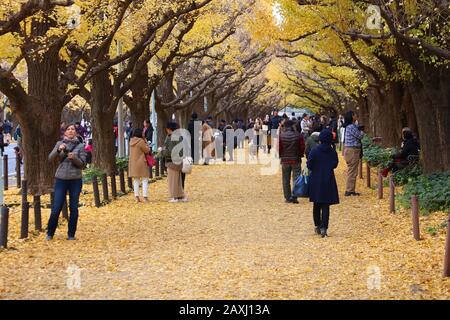 TOKYO, JAPON - 30 NOVEMBRE 2016 : Les gens célèbrent l'Avenue Ginkgo feuillage de l'automne à Tokyo, Japon. Icho Namiki Avenue est célèbre pour son admiration de au Banque D'Images