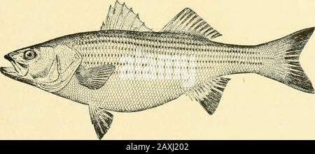 La nourriture et les poissons de jeu de New York: . Hound sont des noms appliqués à de grandes personnes trouvées dans la mer dans les nouvelles Englandeaux. Un des anciens noms du poisson est Strié Bass. Les poissons de roche et les basses à rayures, selon Schoepff (1787), font partie des noms de l'arlyNew York pour cette espèce très prisée. Mitchill (1814) l'appelle MitchilTsPerch, Striped Basse et Rock Fish. DeKay le décrit comme la Basse de mer à rayures.la Basse Striée est un autre nom en usage en 1815, et un compte très intéressant de la théfish sous ce nom est publié par le Dr James Mease dans le premier volume de theTransals du Li Banque D'Images