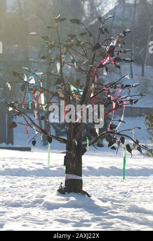 Arbre de bonheur entouré de neige dans le parc nommé d'après Taras Shevchenko à Ternopil. L'arbre de bonheur est un symbole de fidélité et de lov Banque D'Images