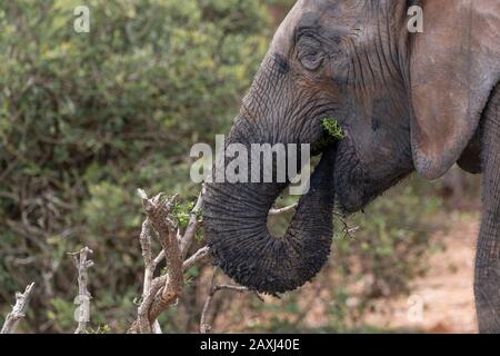 L'éléphant d'Afrique mangeant dans le parc national Addo Elephant, le Cap oriental, Afrique du Sud Banque D'Images