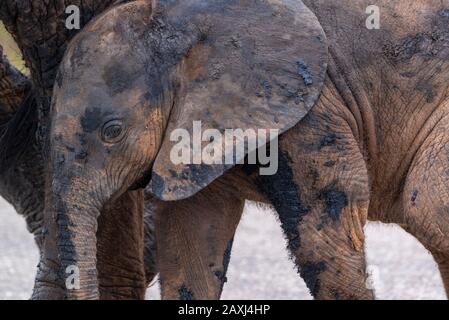 Veau d'éléphant, après avoir été dans un trou d'eau boueux, s'abritant sous sa mère dans le parc national Addo Elephant, le Cap oriental, Afrique du Sud Banque D'Images