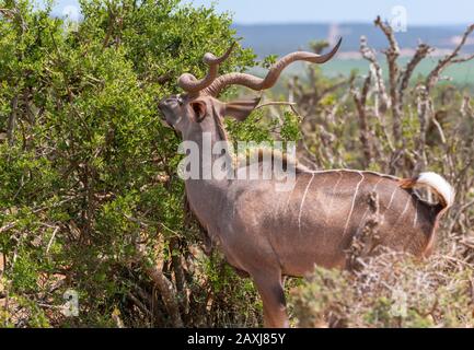 Homme Kudu Naviguant Dans Le Parc National Addo Elephant, Cap Oriental, Afrique Du Sud Banque D'Images