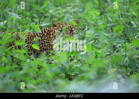 Leopard, Panthera pardus peering de feuillage vert, Inde Banque D'Images