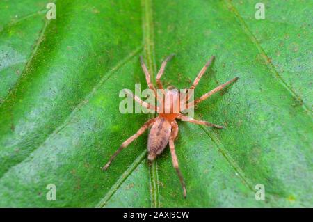 Clubionae sp, district de Satara, Maharashtra , Inde Banque D'Images