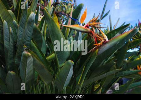 La tête de fleur bleue et orange spectaculaire de Strelitzia reginae, également connue sous le nom de 'oiseau de la plante paradisiaque' ou 'Crane flower'. Banque D'Images