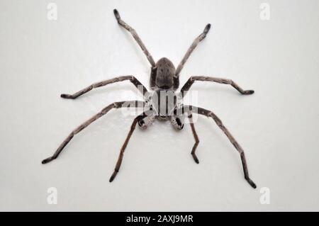 Araignée Huntsman - Eusparassus sp, district de Satara , Maharashtra , Inde Banque D'Images