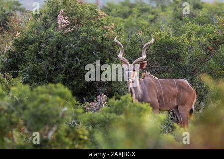 Homme Kudu Dans Le Parc National Addo Elephant, Cap Oriental, Afrique Du Sud Banque D'Images