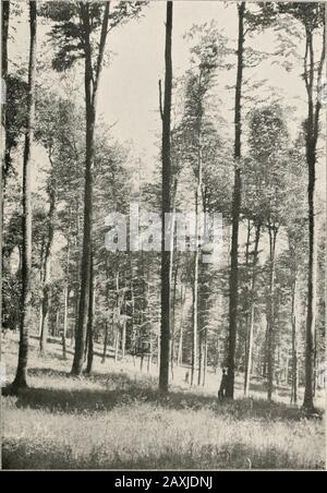 Manuel de la foresterie de Schlich . tpour venir. Les deux cultures sont ensuite autorisées à faire tourner la tête de mort, favorisant à tous les futurs penseurs le développement du chêne. De cette façon, une récolte de chêne mûr et de beecher obtenu, l'âge de l'ancien étant quelque cinquante ans moreque celle du hêtre. Cette méthode de culture mixte de l'oaket du hêtre est illustrée dans les quatre illustrations qui l'accompagnent. La deuxième méthode d'élevage de chêne avec hêtre est de placer le théancien en groupes, entouré et séparé de chaque hêtre. Pour le chêne, les taches les plus favorables doivent être assiélues, où le sol est profond et le Banque D'Images