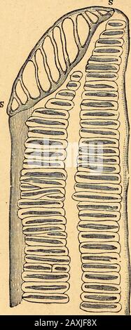 Texte-livre de botanique structurel et physiologique . Banque D'Images