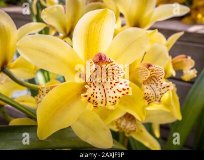 Vue rapprochée de la fleur de l'orchidée jaune pâle 'Cymbidium Angelica' (ange de Noël) en fleur dans la Glasshouse à RHS Gardens Wisley, Surrey Banque D'Images