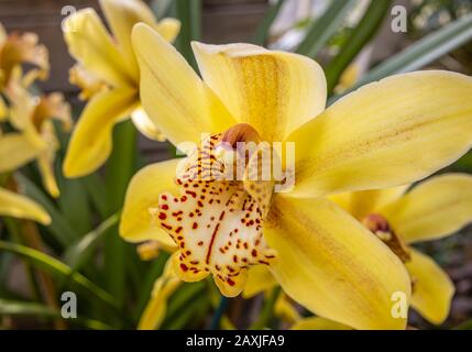 Vue rapprochée de la fleur de l'orchidée jaune pâle 'Cymbidium Angelica' (ange de Noël) en fleur dans la Glasshouse à RHS Gardens Wisley, Surrey Banque D'Images