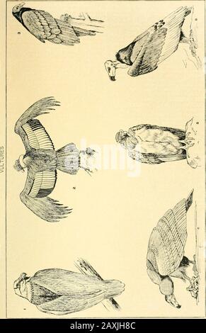 La nouvelle encyclopédie internationale . arater des vul-tures en ayant la plus grande partie de la tour de cou, et relativement grandes et powerfulclaws. Diverses espèces sont connues en Afrique et en Asie de l'est, dont une espèce familière dans les Indiens le vautour plutôt petit Pondichéry (Oliukupscams), qui est noir, et noté pour ses enor-pe nid. Les vautours américains de la fninily Cathar-tida diffèrent de ceux de tlie Old World technique-ly plutôt que dans l'apparence ou les habitudes. Thisfamily comprend les vautours d'Inige coiuhir, de roi et de Cali-fornia du genre Sarcorhamphus (voir Condor) et de seve Banque D'Images