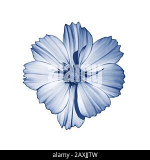 Fleur en éponge COSMOS isolée sur blanc. Magnifique cosmos fleur tonifiée dans l'isolat bleu classique. Fleur bleue sauvage naturelle fraîche Banque D'Images