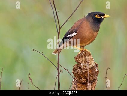 Myna commun / Myna indien(Acridotheres tristis) Banque D'Images