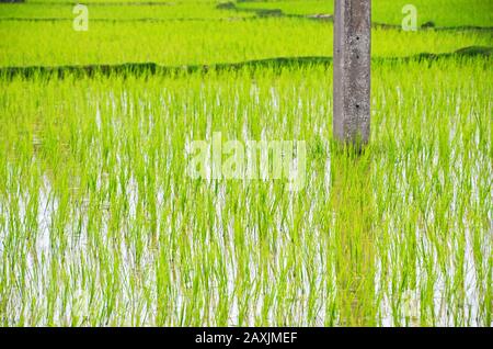 Récemment planté des plants de riz, Don Det, 4 000 îles, Laos Banque D'Images