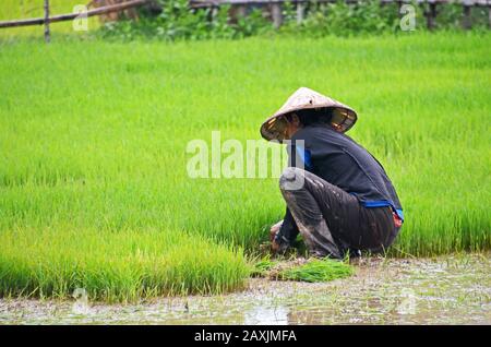 Un agriculteur prend des plants de riz à partir d'une pépinière pour la plantation dans une rizière, Don Det, 4 000 îles, Mékong, Laos Banque D'Images