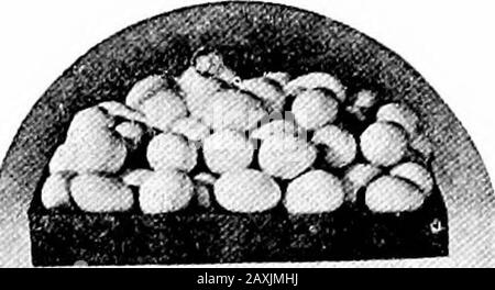 L'appel de la poule; ou, la science de la sélection et de la reproduction de la volaille pour la production d'oeufs . =r**&gt;. Banque D'Images