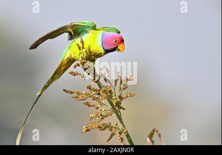 Parakeet à tête de prune Banque D'Images