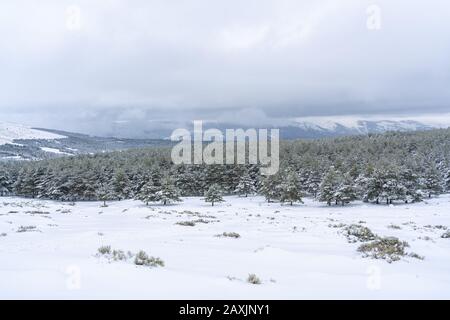 Forêt de pins enneigés avec des montagnes enneigées de Guadarrama en arrière-plan Banque D'Images