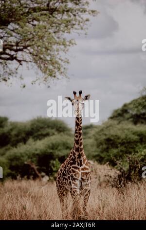 Une jeune girafe se tenant seule dans la grande herbe près d'un arbre, Parc National Serengeti, Tanzanie Banque D'Images