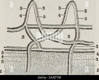 Anatomie humaine et comparative, physiologie et hygiène . ture et utilisation il s'appelle cutisvera, (peau vraie.) Q. Donner la comparaison entre la cuticule et la cutis vera. LA CUTIS VERA.* 301. La cutis vera est plus dense que la cuticule. * Illustrer cette leçon par des expériences, des diagrammes de contour, et le tableau noir LA CUTIS VERA. 125 il contient des nerfs, des vaisseaux sanguins, des glandes per-spira-to-ry, et des conduits, ainsi que des glandes et des conduits d'huile. (Fig. 95, 96, 97.) Q. Décrire la cutis. Qu'est-ce qu'il contient 1 302. Les nerfs sont petits, et très abondants, dans chaque partie de la peau. Nous ne pouvons donc pas blesser la peau ina Banque D'Images