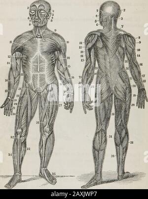 Anatomie humaine et comparative, physiologie et hygiène . Fig. 92. Une position incorrecte, mais pas inhabituelle, lors de l'écriture.Fig. 93. Une position correcte lors de l'écriture. 284. Les muscles devraient être progressivement appelés intouse, si nous ne voulons pas les fatigués trop tôt. Thisremark ne doit pas être oublié dans conduire des chevaux et d'autres animaux. Q. Comment utiliser les muscles ? Quelle remarque en ce qui concerne la conduite d'animaux ? 285. Après un travail acharné ou de graves exercices..., les musclesdoivent être reposés progressivement et le parent doit être lavé ou frotté. Ce principe s'applique également aux chevaux. (Voir p. 120.) 118 LEÇON DE RÉVISION. Banque D'Images