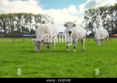 Trois vaches blanches paissent sur le terrain près d'une autoroute aux Pays-Bas Banque D'Images