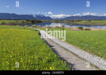 Sentier menant à Riegsee, montagnes de l'Ester en arrière-plan, montagnes de Wetterstein et Alpes d'Ammergau, près de Murnau, Haute-Bavière, Bavière, Sud-Ger Banque D'Images