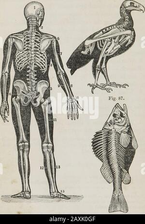 Anatomie humaine et comparative, physiologie et hygiène . membrane ? De la synovia ? Remarque. — 1. La membrane synoviale, comme un sac fermé, peut être illustrée par la membrane de revêtement de la coquille d'anoeuf. 2. Lorsque les joints sont tentarés ou gonflés, la salve assithéante est de repos. Ceci doit être appliqué comme soonas le joint est blessé, et devrait être continué jusqu'à ce que la partie lésée se récupère. 3. Lorsque les articulations des animaux sont blessées, elles ne peuvent pas se reposer jusqu'à ce qu'elles soient restaurées. Q. Comment la membrane synoviale peut-elle être illustrée 1 Qu'est-ce que l'anécessaire lorsqu'un joint est tentaré 1 Comment les injuredarties de l'animal Banque D'Images