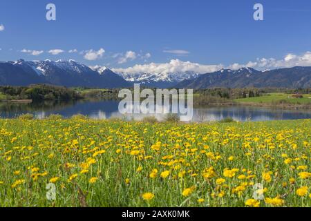 Pré de pissenlit au lac Riegsee, montagnes de l'Ester en arrière-plan, montagnes de Wetterstein et les Alpes d'Ammergau, près de Murnau, Haute-Bavière, Bavière, Banque D'Images