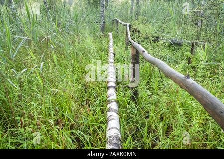 Sentier marécageux dans la région de Benediktbeuern, Haute-Bavière, Bavière, Allemagne du sud, Allemagne, Europe Banque D'Images