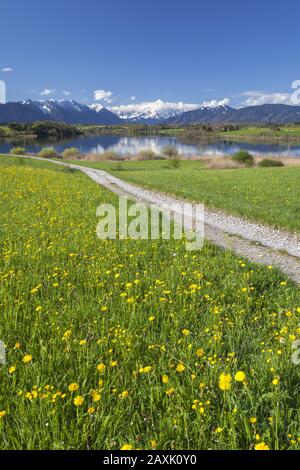 Sentier menant au lac de Riegsee, aux montagnes d'Ester en arrière-plan, aux montagnes de Wetterstein et aux Alpes d'Ammergau, près de Murnau, Haute-Bavière, Bavière, souther Banque D'Images