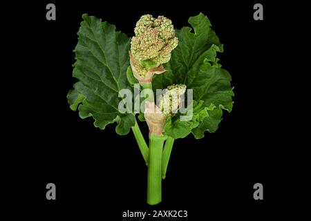 Rhubarb fleur de légumes avec la feuille isolée sur fond noir Banque D'Images